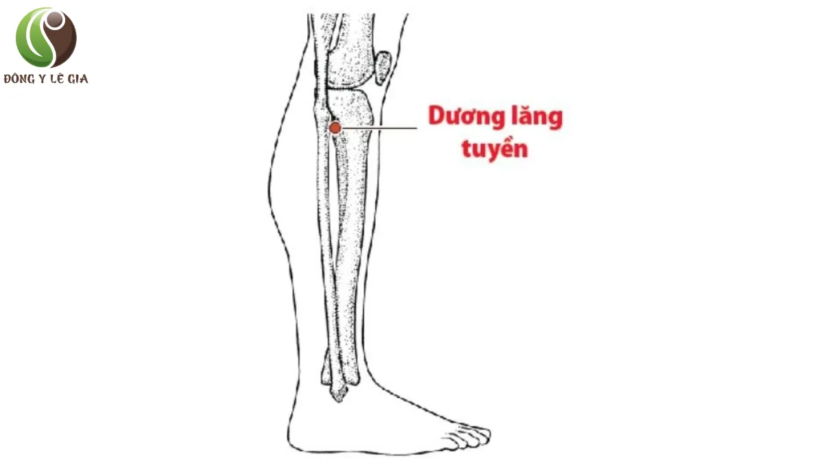 đau nhức bắp chân
