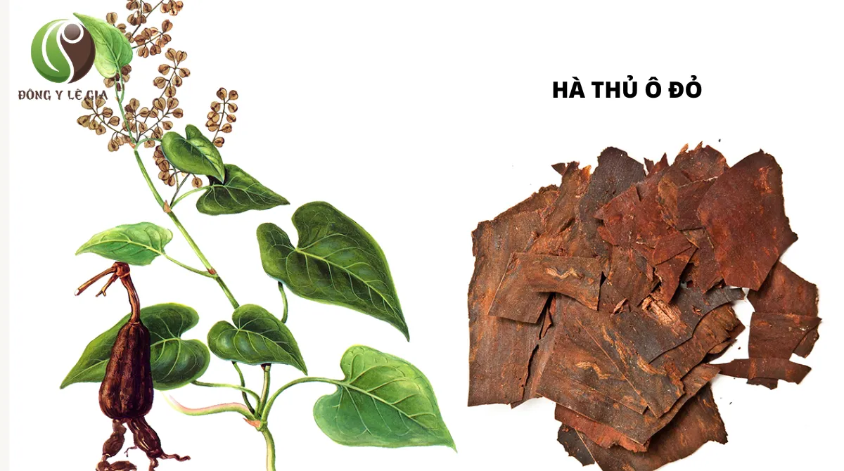 dược cổ truyền