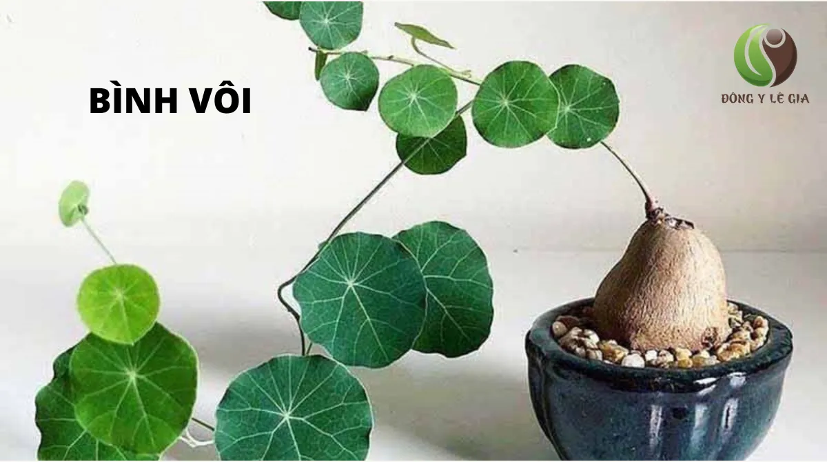 dược cổ truyền
