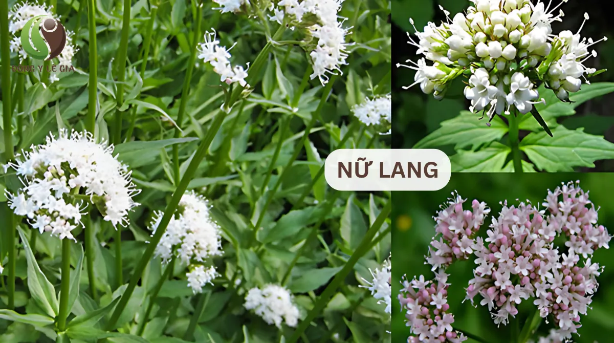 thảo dược