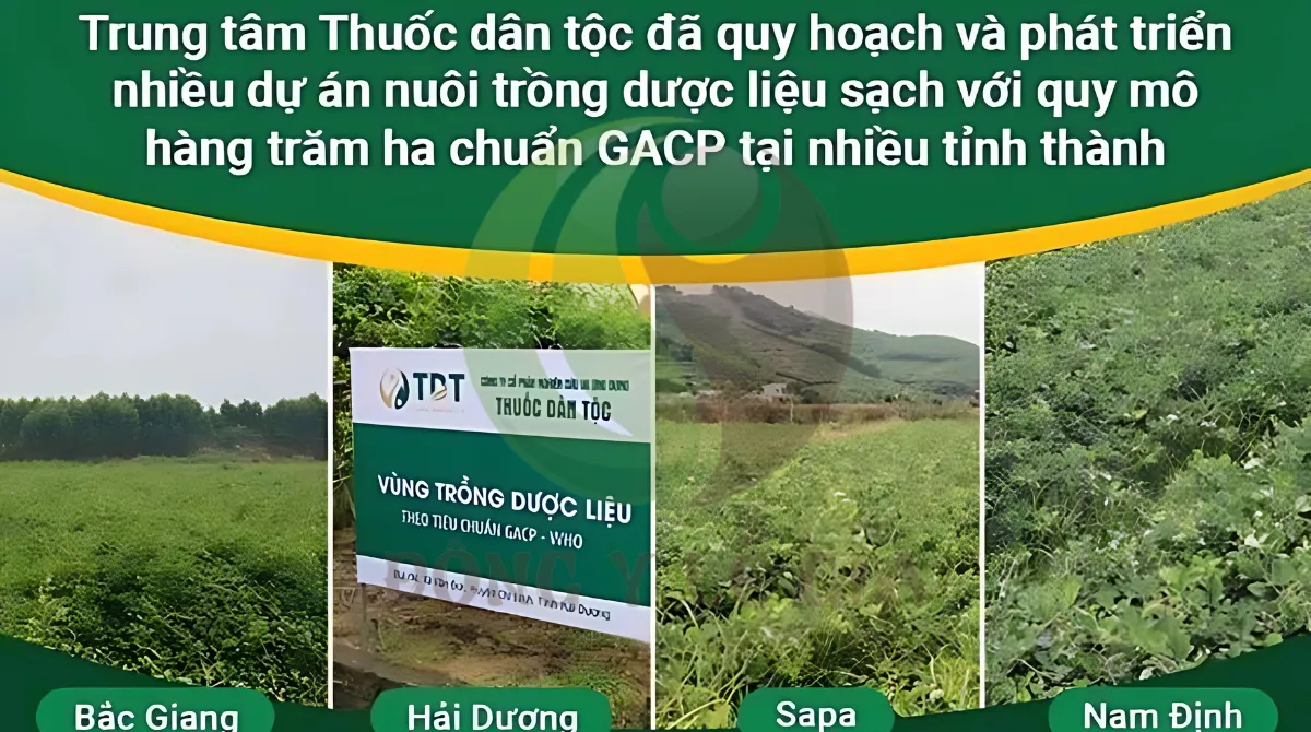 thuốc gia truyền