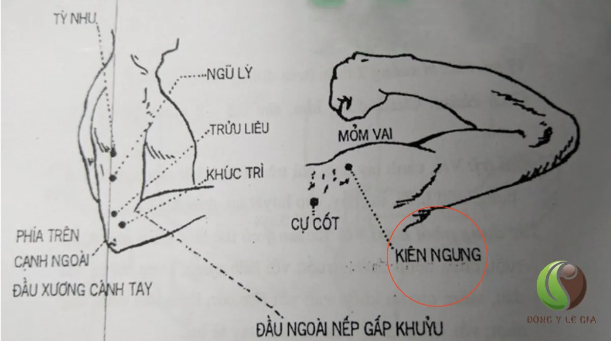 huyệt kiên ngung