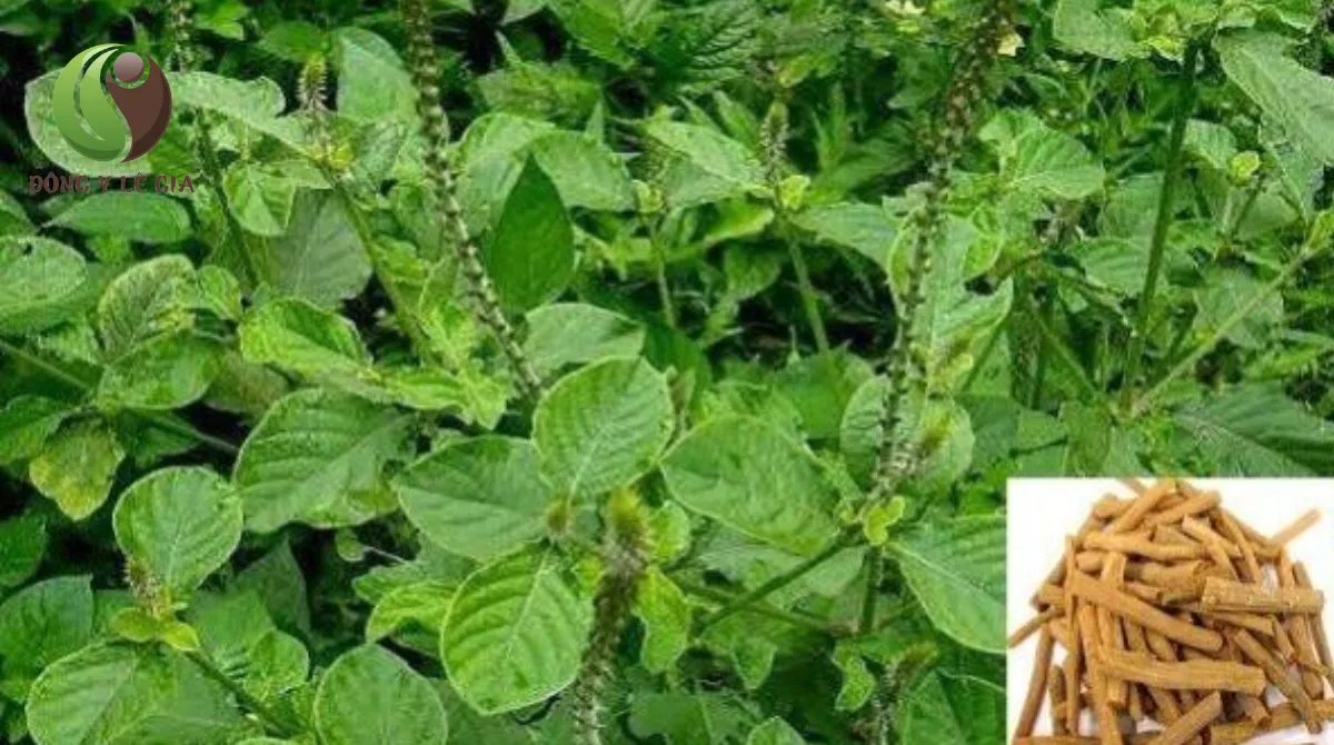 mỏi lưng dưới
