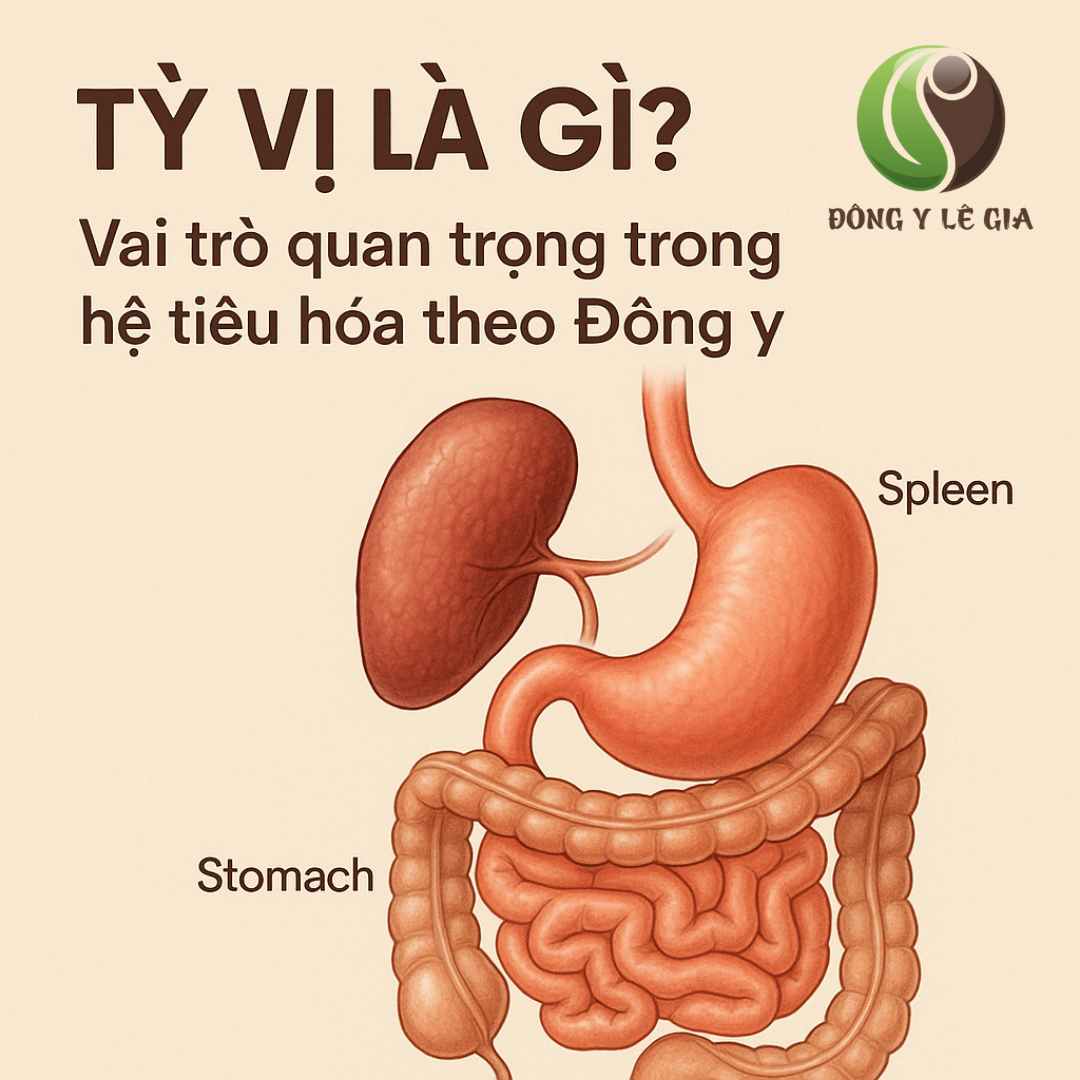 Tỳ vị là gì?