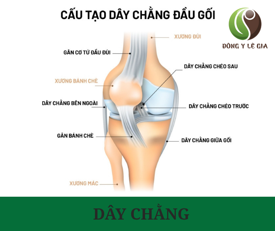 Cấu tạo của dây chằng