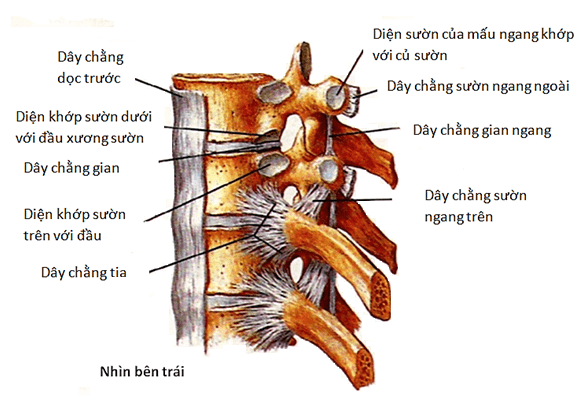 Dây chằng cột sống