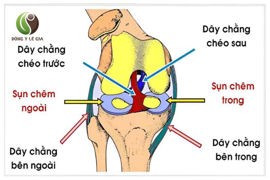 Hình ảnh phác họa dây chằng đầu gối