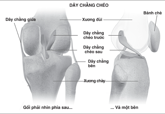 Dây chằng chéo là gì?