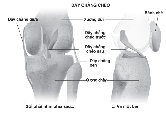 Dây chằng chéo là gì?